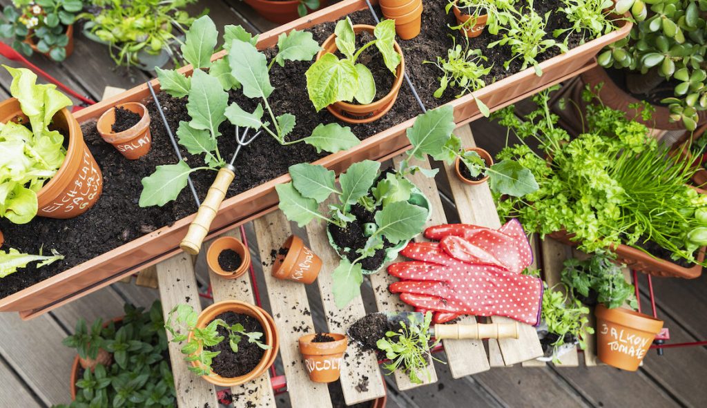 17 Herbs To Plant That Come Back Every Year