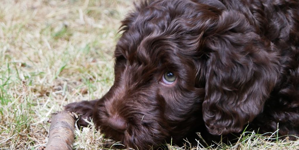 One-Day Old Puppy Saved by Woman on Her Run