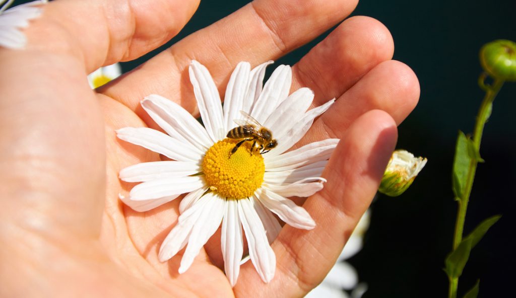 The Spiritual Meaning of Bees and What It Means if You See One