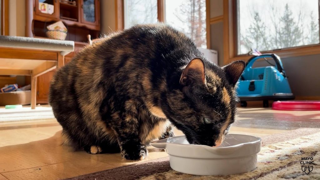 Mayo Clinic Minute: Wash your pet's food and water bowls to prevent salmonella