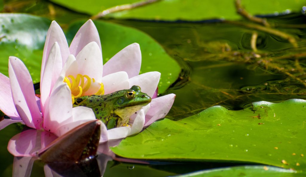 Spiritual Meaning of Frogs: Symbolism & Cultural Insights