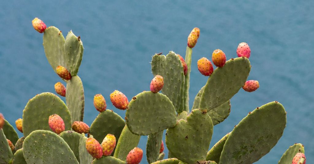 Discover How This Cactus Can Boost Your Health